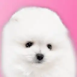 【 ポメラニアン 】動く毛玉！圧倒的毛量のたぬき系プレミアムポメ！！