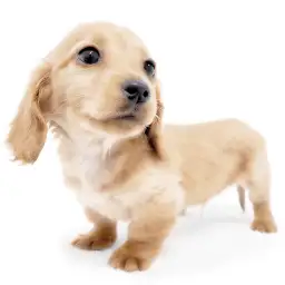 ミニチュア・ダックスフント