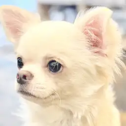 【 チワワ 】初めてでも多頭でも！穏やかな性格で育てやすい超フレンドリーボーイ！