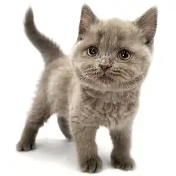 ブリティッシュショートヘア