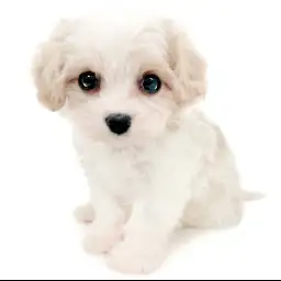 MIX（キャバリアキングチャールズスパニエル×ビションフリーゼ）