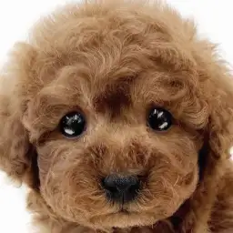 【 トイプードル 】懐っこく穏やかなレッドカラーのぬいぐるみ系プリンスが入店！