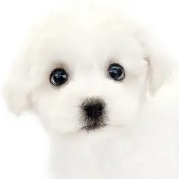 【 ビションフリーゼ 】穏やか白雲ボーイ！生後二ヶ月の男の子が東日暮里店に登場！