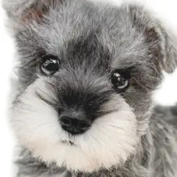 【 ミニチュアシュナウザー 】賢さと愛らしさが光る理想のパートナーDOG現る！