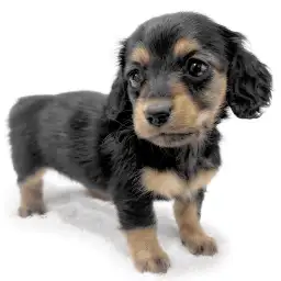 カニンヘン・ダックスフント