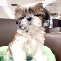 【 シーズー 】驚きの環境馴れの早さで安心！マルっと東川口日和No.145