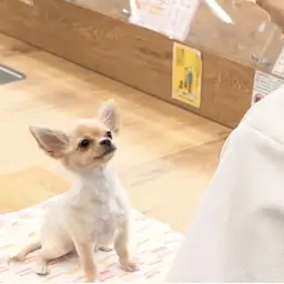 【 城山トレーニングダイアリー 】ちーちゃんの初めてのトレーニング