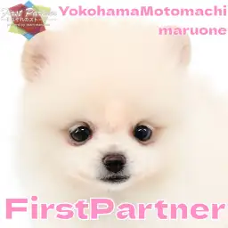 【 ファーストパートナー 】マルワン横浜元町店清水の愛犬物語!