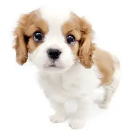 キャバリア・キングチャールズ・スパニエル