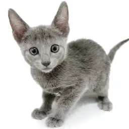 ロシアンブルー