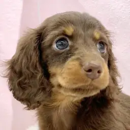 【 ミニチュアダックスフント 】大人気のチョコタンカラー！ダックスちゃんが登場！