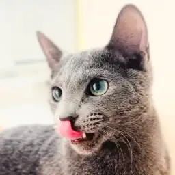 【 ロシアンブルー 】CMに出れるほど美しすぎる猫！ほっこり北通vol.275