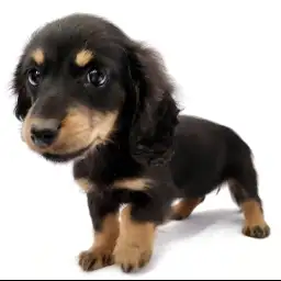 カニンヘン・ダックスフント