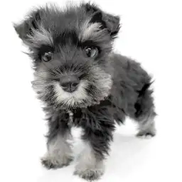 ミニチュア・シュナウザー