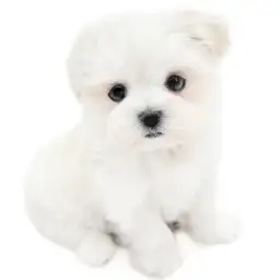 MIX（マルチーズ×ポメラニアン）