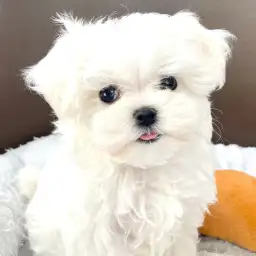 【 マルチーズ 】小柄サイズのプレミアムプリンス！マルっと東川口日和No.156