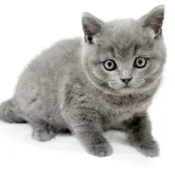 ブリティッシュショートヘア