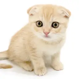 スコティッシュフォールド