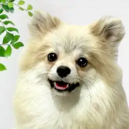 【 ポメラニアン 】社会化経験たっぷり！お散歩も練習中のふんわり毛の女の子