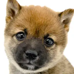 【 豆柴 】生後2ヶ月で1kg！？横浜元町にちっちゃい柴がやってきた！