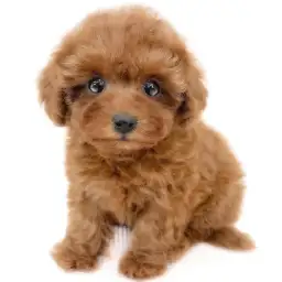 トイ・プードル