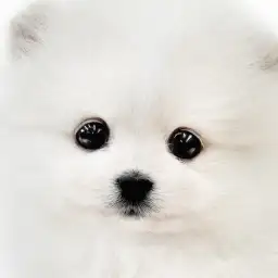 【 ポメラニアン 】クリームカラーの愛情深き女子！マルワンプレミアムのたぬきポメ