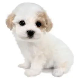 MIX（マルチーズ×トイプードル）