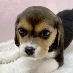 【 ビーグル 】愛嬌!ルックス!全てがパーフェクトなビーグルちゃんが仲間入り!