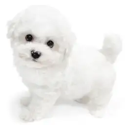 ビションフリーゼ