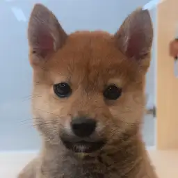 【 豆柴 】生後3ヶ月体重1.6kg！無防備な仕草が可愛すぎる豆柴の男の子！