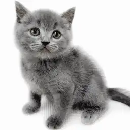 ブリティッシュショートヘア