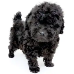 トイ・プードル