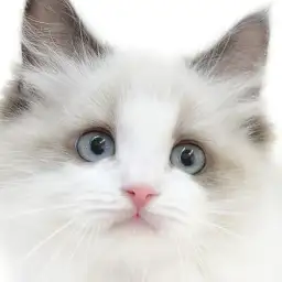 【 ラグドール 】生後3ヶ月が過ぎお手入れにも優雅に応じる気品漂うプリンセス！