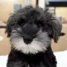 【 ミニチュア・シュナウザー 】生後3ヶ月、体重変化とトイレトレーニング