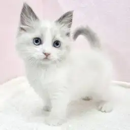 【 ラグドール 】シルクのような手触り！甘え上手なラグドールの女の子が襲来！！