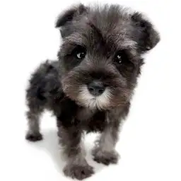 ミニチュア・シュナウザー