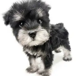 ミニチュア・シュナウザー