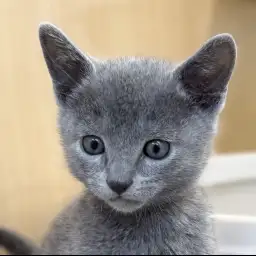 【 ロシアンブルー 】子猫期限定の縞模様!ゴーストタビーの男の子