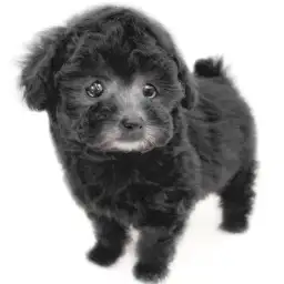 トイ・プードル