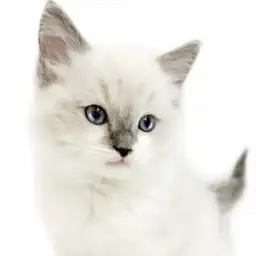 【 ラグドール 】甘えん坊さん度100%超え！ほっこり北通vol.272