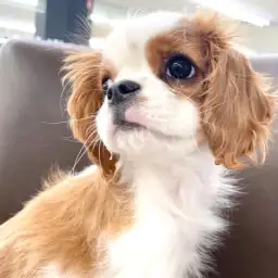 【 キャバリア 】優等生わんこ待てを取得中！マルっと東川口日和No.143