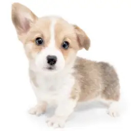 ウェルシュコーギーペンブローク