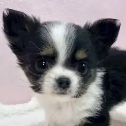 【 チワワ 】小さめボディに沢山の魅力が詰まったチワワちゃんが志村坂下店に到来!