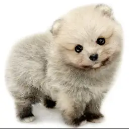 ポメラニアン