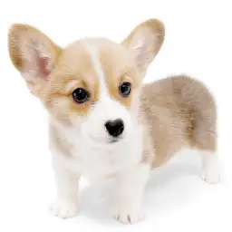 ウェルシュコーギーペンブローク