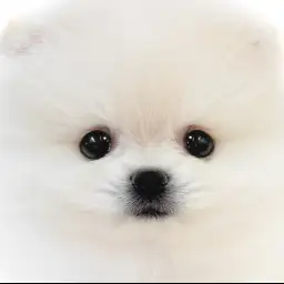 【 ポメラニアン 】小さな体は爆毛と自信あり！圧倒的可愛さのプレミアムな女の子！