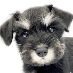 【 ミニチュアシュナウザー 】つぶらな瞳＆可愛い眉毛を持つスタイル抜群な美少女！