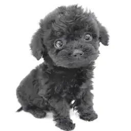 トイ・プードル