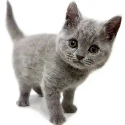 【 ブリティッシュショートヘア 】大きな瞳と丸顔が魅力的な女の子が浦和に登場