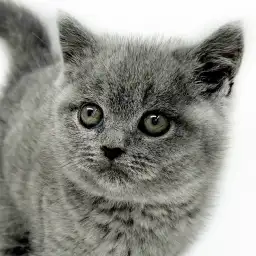 【 ブリティッシュショートヘア 】見れば見るほど惹き込まれる癒し系ブリちゃん!